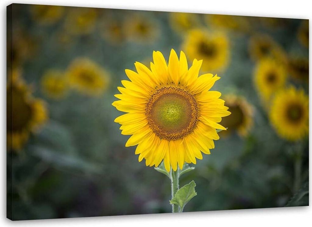 Leinwandbild junge sonnenblume 120x80 cm Feeby gelb wandbild bereit zum aufhängen