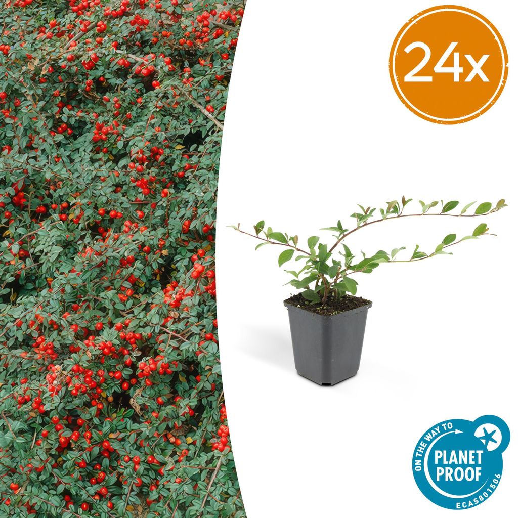 Cotoneaster dammeri | 24 pezzi - 10-25cm - Ø9cm - Pianta da Immagine del prodotto 