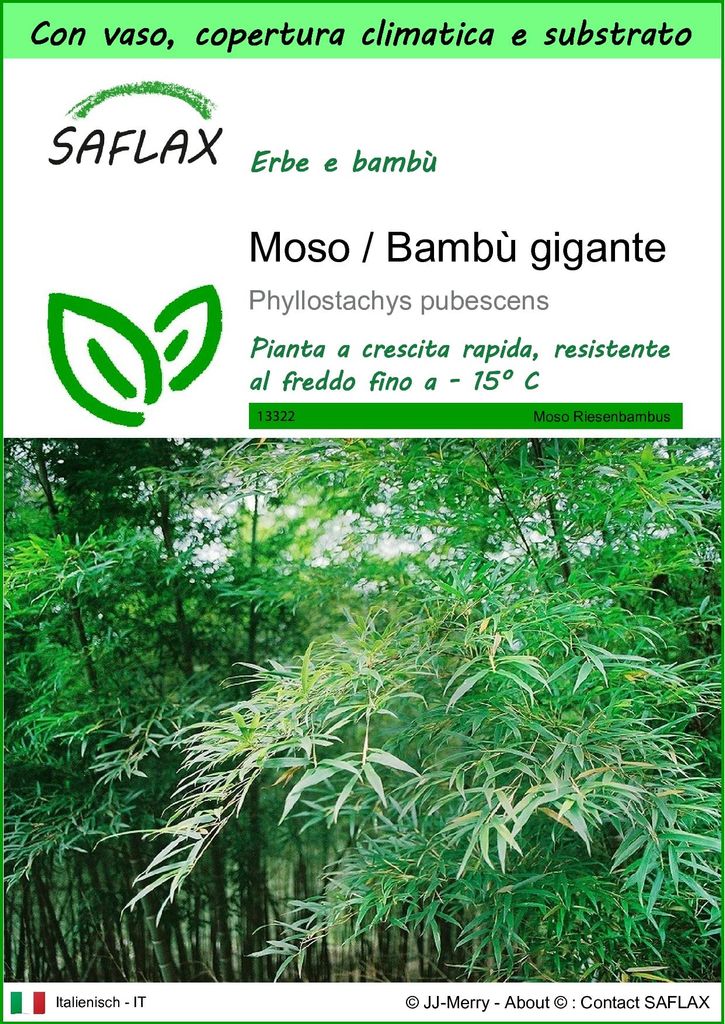 SAFLAX Garden to go - Moso / Bambù gigante - 20 semi - Immagine del prodotto 
