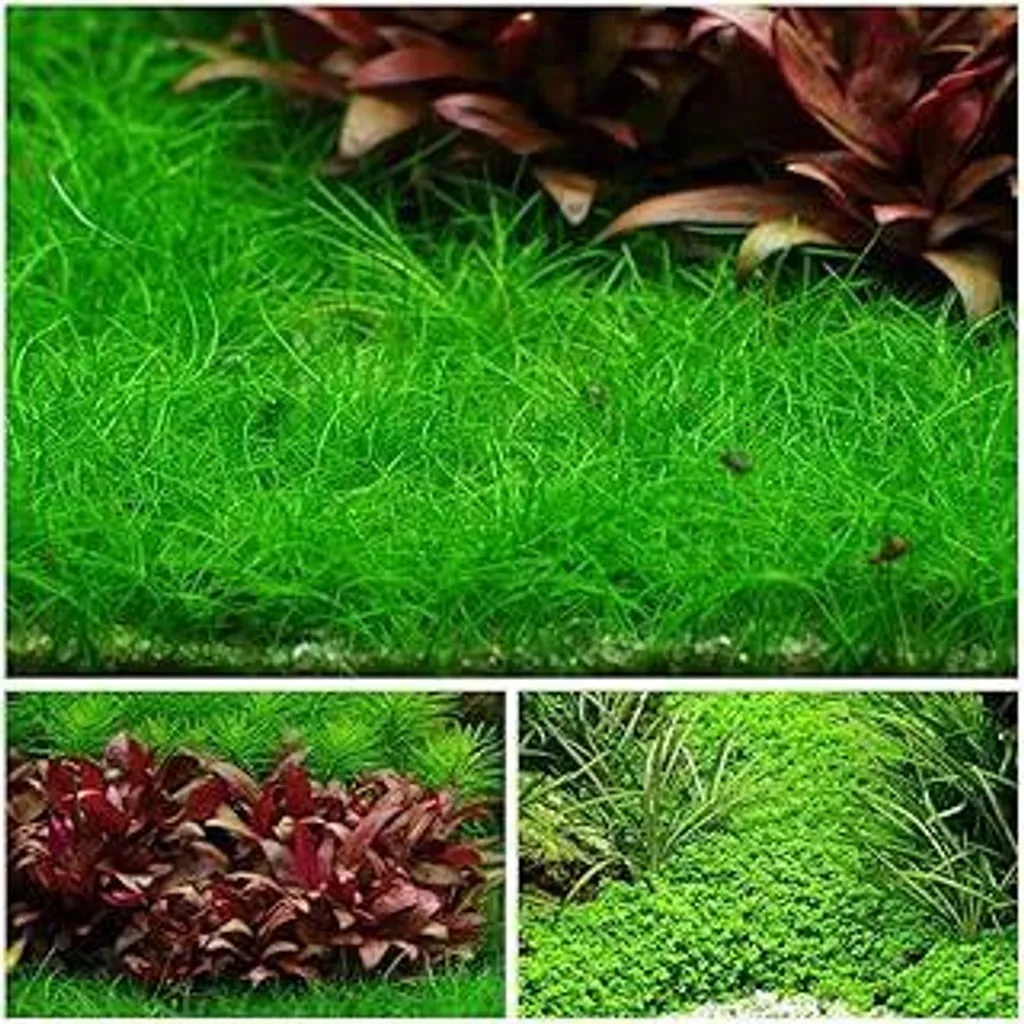 Set 3 Piante Acquario In Vitro n. 48 Tropica 1-2-Grow! Acquisto