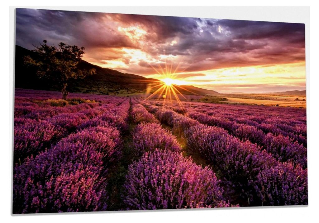 Herdabdeckplatte/Spritzschutz aus Glas, 1-teilig, 80x52cm, für Glaskeramik- und Induktionsherde, Lavendelfeld bei Sonnenuntergang