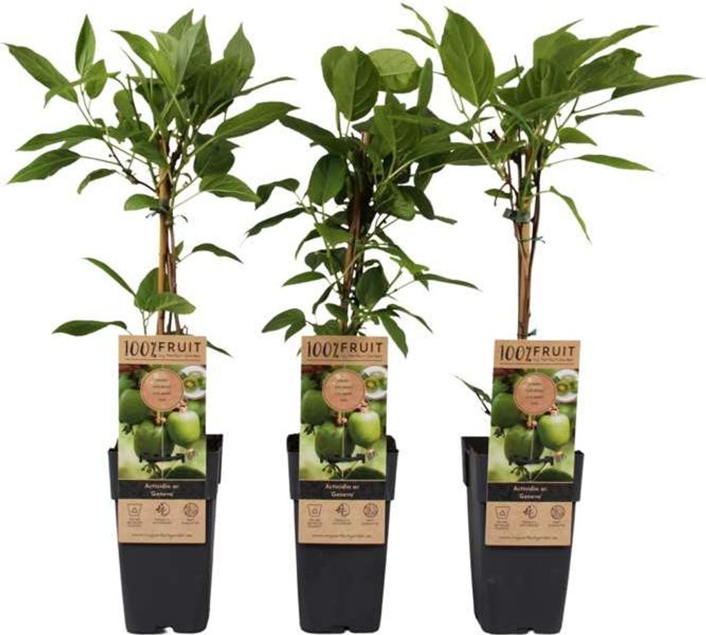 Mini Kiwi Kiwibeere Geneva winterhart – Actinidia arguta Kletterpflanze 30–50 cm im Topf