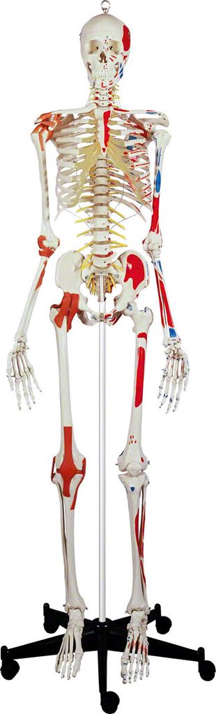 Skelett Super mit Gelenkbändern und Muskeldarstellung inkl. Stativ, Anatomie