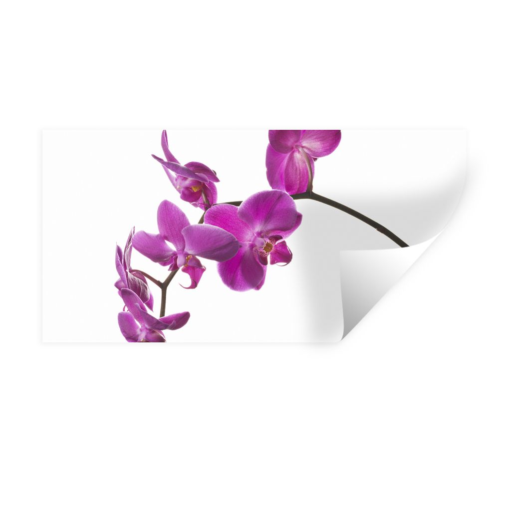 MuchoWow Wandtattoo Wandsticker Wandaufkleber Orchidee vor weißem Hintergrund 80x40 cm Selbstklebend und Repositionierbar - Aufkleber