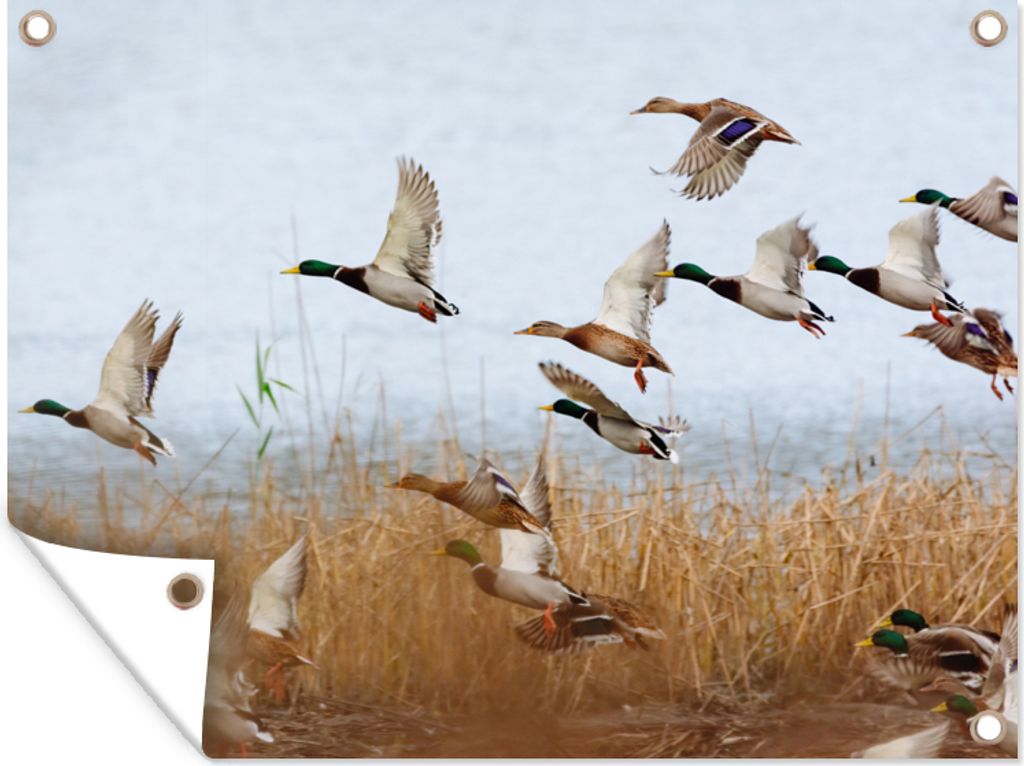 MuchoWow 40x30 cm Outdoor-Poster Gartendeko Sichtschutz Garten Poster für den Garten Ente - Vogel - Schilf - Wasser - Enten