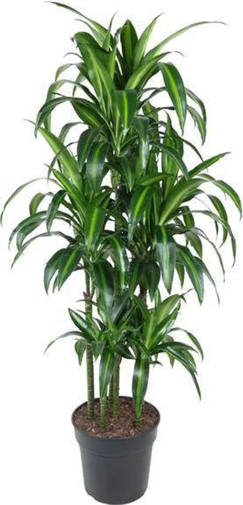 Grande plante d'intérieur Dracaena 150 cm - Déco bureau facile Ø31 cm