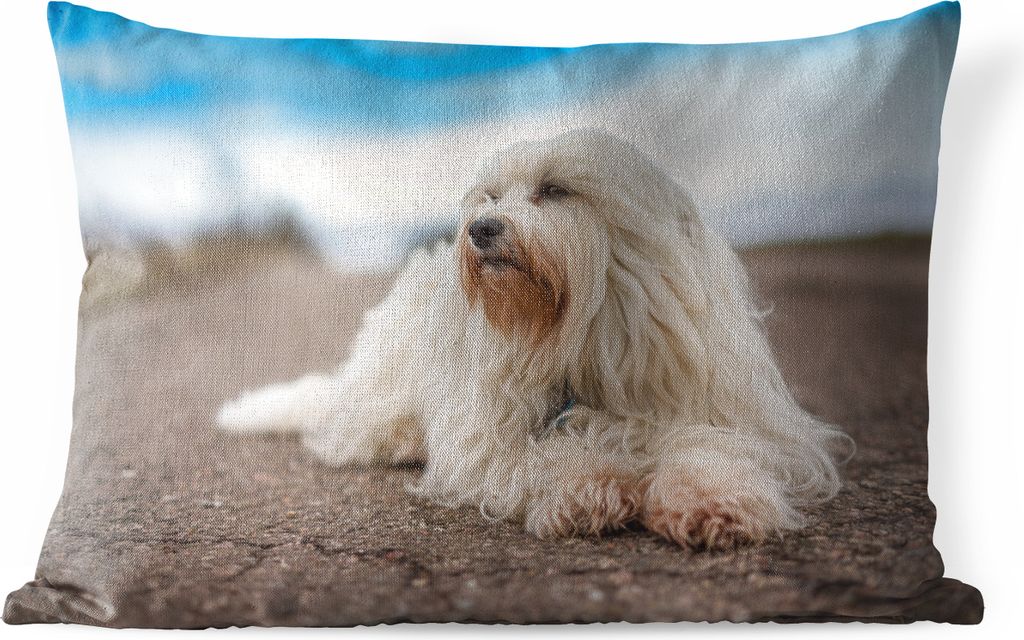 MuchoWow Outdoor Kissen - Kleiner weißer Malteser liegt auf der Straße und schaut zur Seite - 60x40 cm - Wetterfest - Lounge Kissen - Zierkisse...