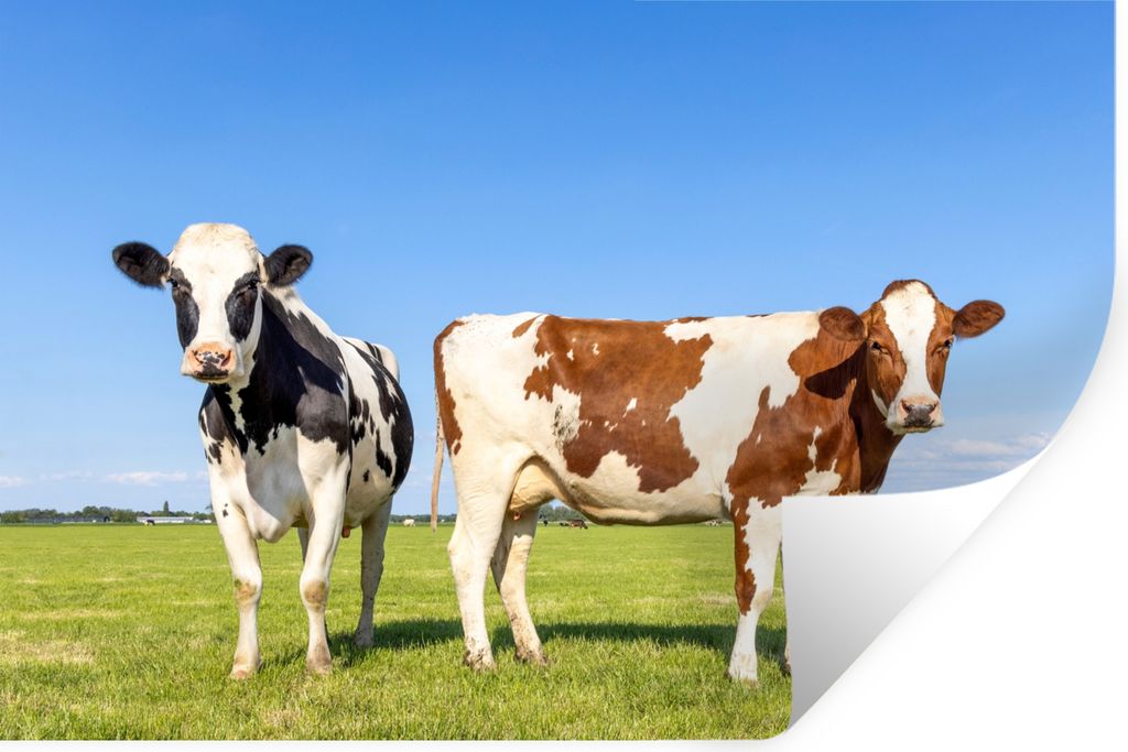 MuchoWow Wandtattoo Wandsticker Wandaufkleber Kühe - Bauernhof - Gras - Natur - Tiere 90x60 cm Selbstklebend und Repositionierbar - Aufkleber