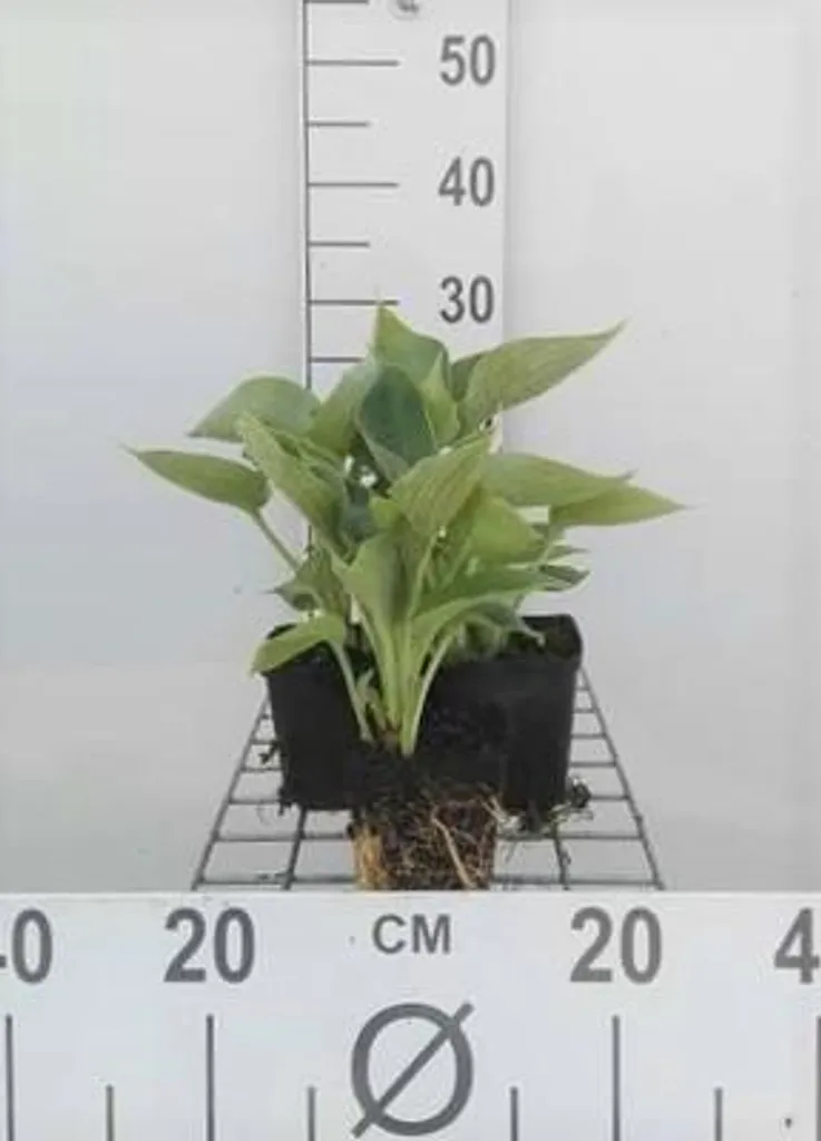 Hosta Elegans à large feuillage bleu, lot de 6 plants robustes 9 cm