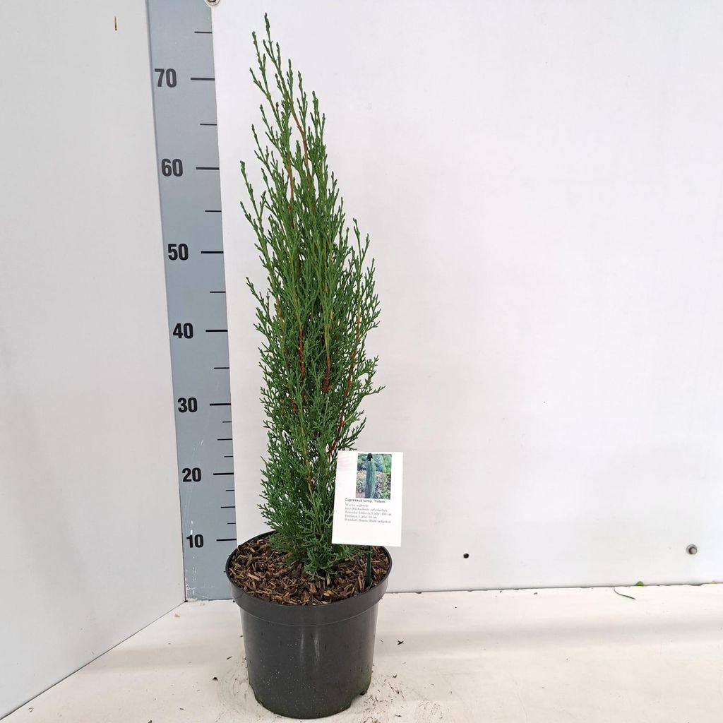 Cupressus sempervirens 'Totem' - Italienische Säulenzypresse | 60-70 cm im topf