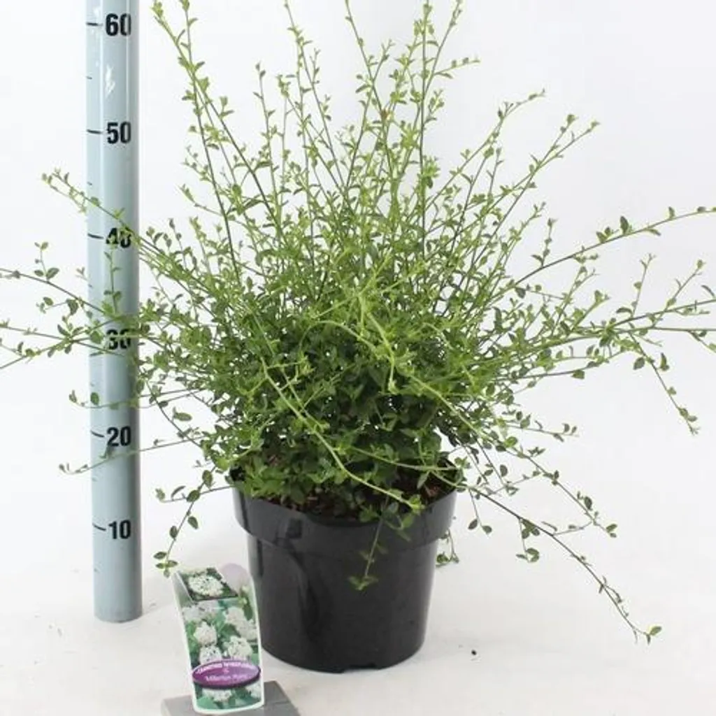 Ceanothus Millerton Point 50-60cm - Fleurs blanches et feuillage dense