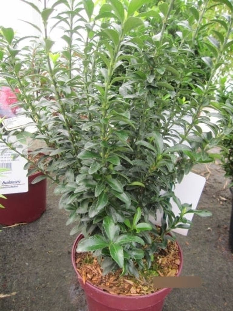 Euonymus japonicus Green Empire - japanischer Spindelstrauch Green Empire