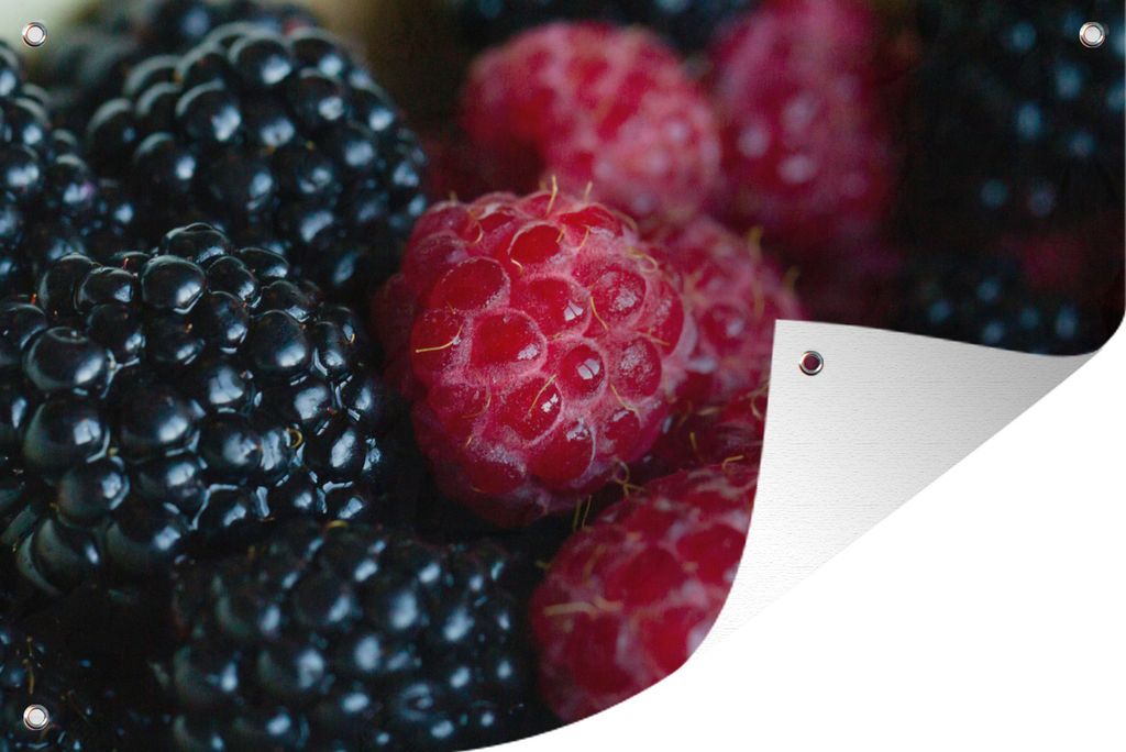 MuchoWow 90x60 cm Outdoor-Poster Gartendeko Sichtschutz Garten Poster für den Garten Brombeeren - Himbeeren - Obst