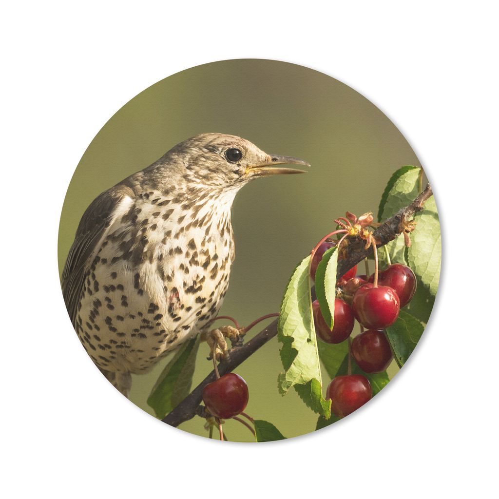 MuchoWow Mauspad Mousepad Vogel auf einem Ast 40x40 cm - Mousepads - Maus Mat - Pad - Mausunterlage - Schreibtisch Accessoires