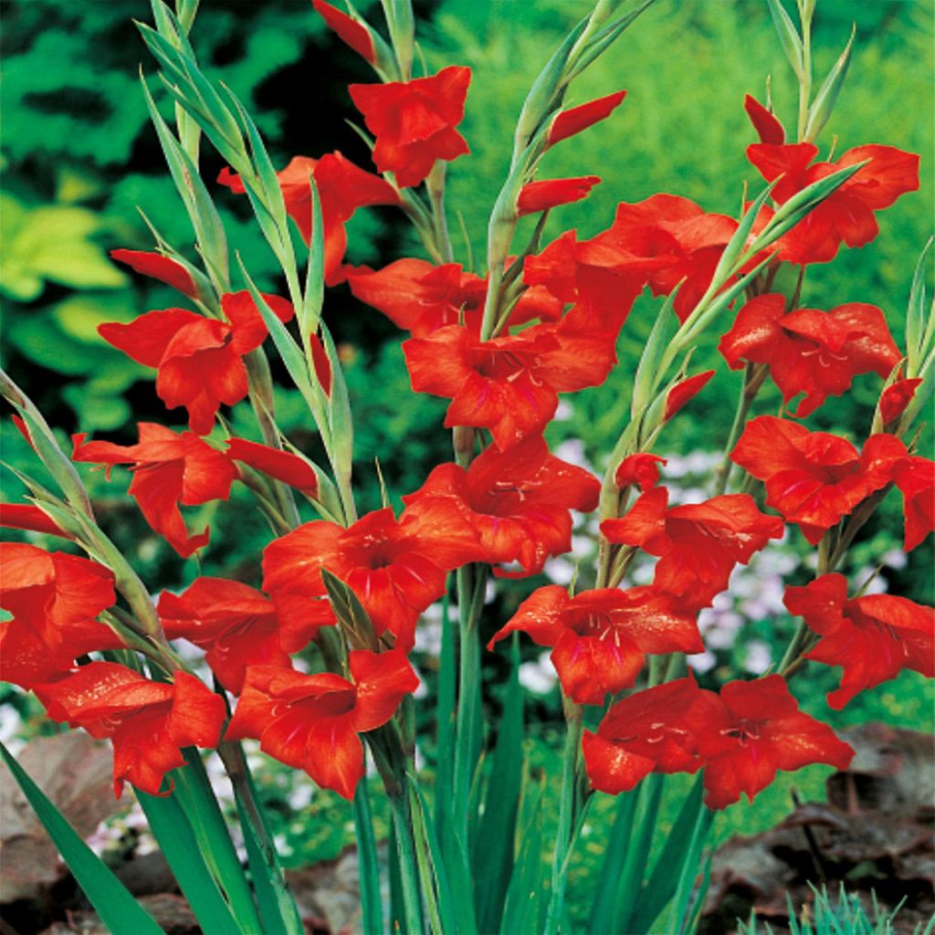 Gladiole Gladiolus Schwertblume Sommerblühende Siegwurze Nanus Mirella 5 St.