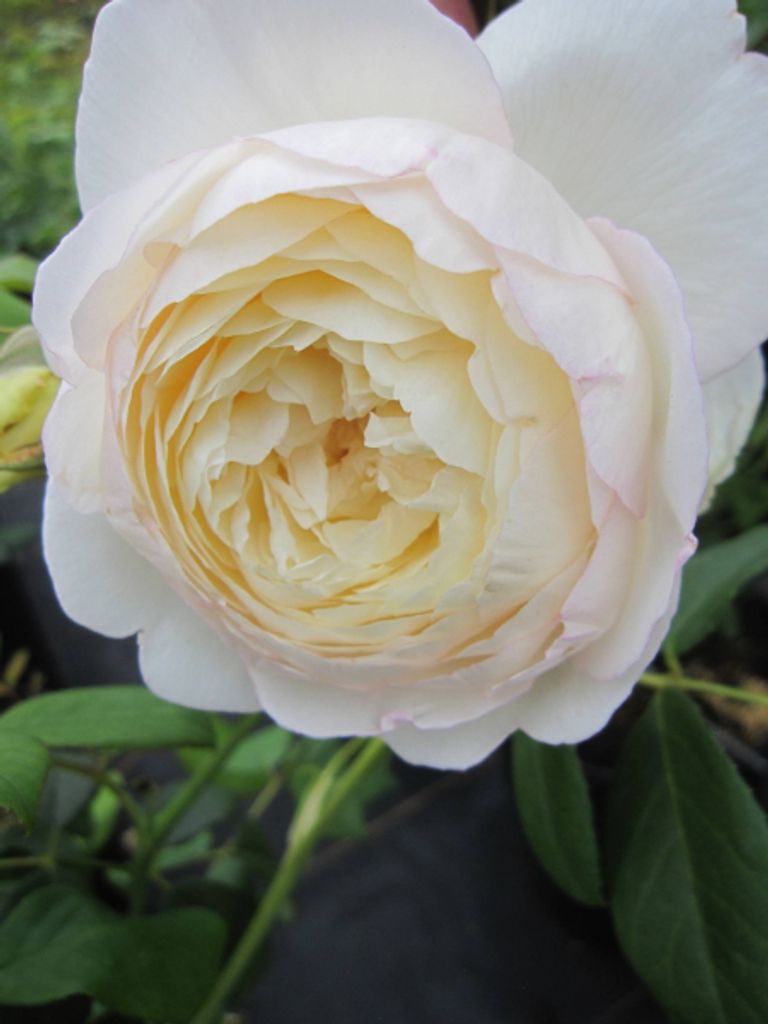 Rosa Claire Austin ® - Englische Rose - Austin Rose - Produktbild 