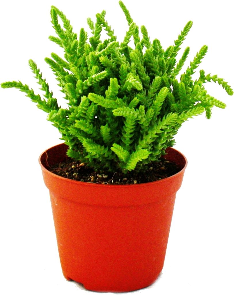 Sukulent - Crassula lycopodioides - Myší chvost - v 8,5cm Obrázok produktu 