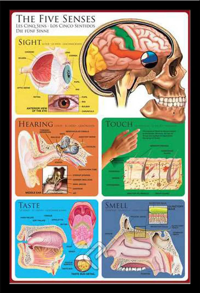 Kit Poster Educativo 5 Sensi 61x91.5 cm + Cornice Shinsuke Maxi MDF