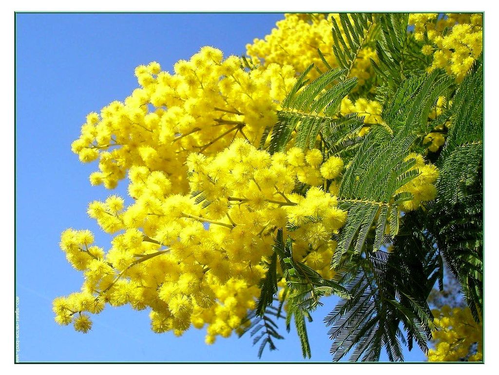 Silber-Akazie, Floristen-Mimose - 10 Stück