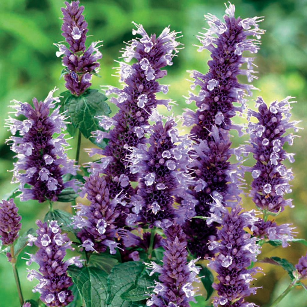 6 x Duftnessel - Agastache 'Black Adder' | Topf 9cm x 9cm