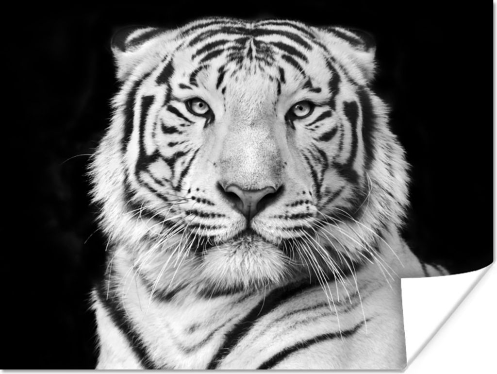 MuchoWow Poster Tiger - Schwarz - Weiß - Porträt - Tiere 160x120 cm - Foto Plakat
