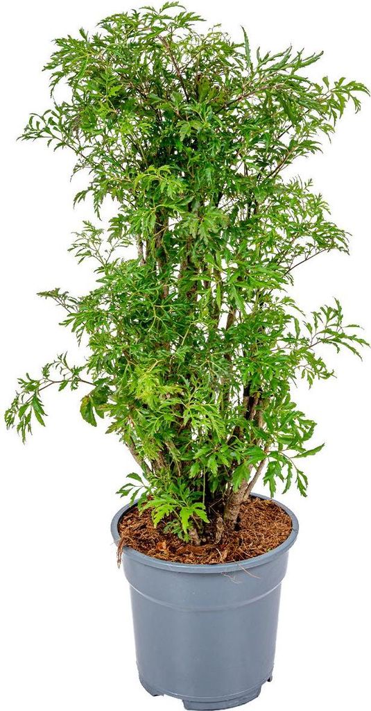 Bloomique - Polyscias Fruticosa - Aralie - Zimmerpflanzen - Produktbild 