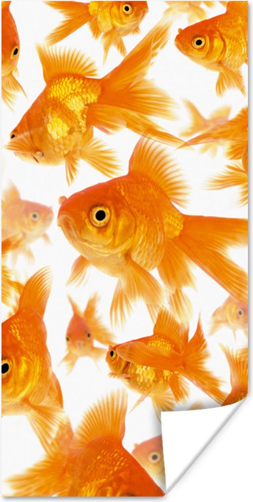 MuchoWow Poster Goldfisch - Weiß - Fisch 20x40 cm - Plakat - Foto