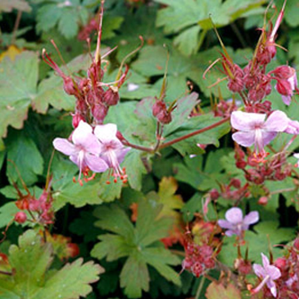 6 x Garten-Storchschnabel - Geranium macrorrhizum 'Ingwersen's Variety' | Topf 9cm x 9cm