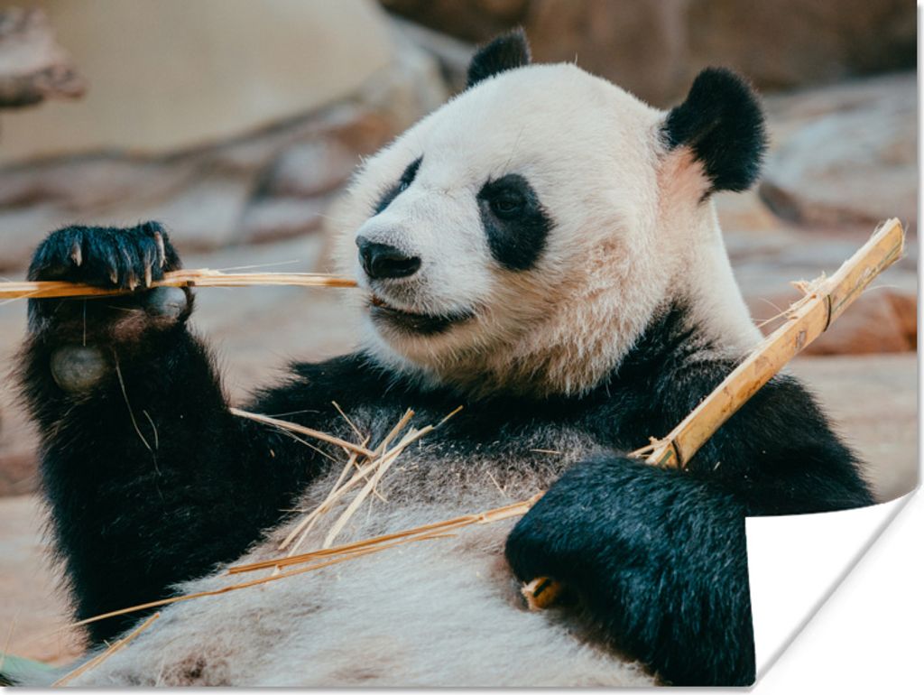 MuchoWow Poster Panda - Bären - Bambus 40x30 cm - Plakate für die Wände - Poster Wohnzimmer