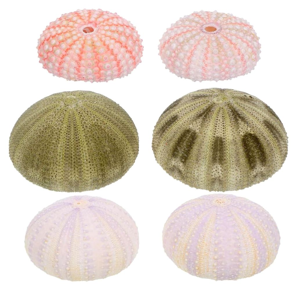 6 Stück Seeigel Dekorationen für Aquarien Zubehör natürliche Unterwasser Dekorationen für Fischtanks mit Muscheln und Luftpflanzen für Zuhaus...