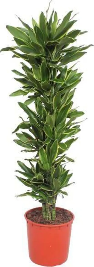 Plante d'intérieur increvable 200 cm Dracaena - Déco facile sans effort