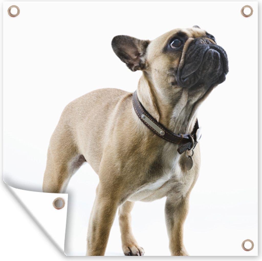 MuchoWow 50x50 cm Outdoor-Poster Gartendeko Sichtschutz Garten Poster für den Garten Französische Bulldogge - Halsband - Braun