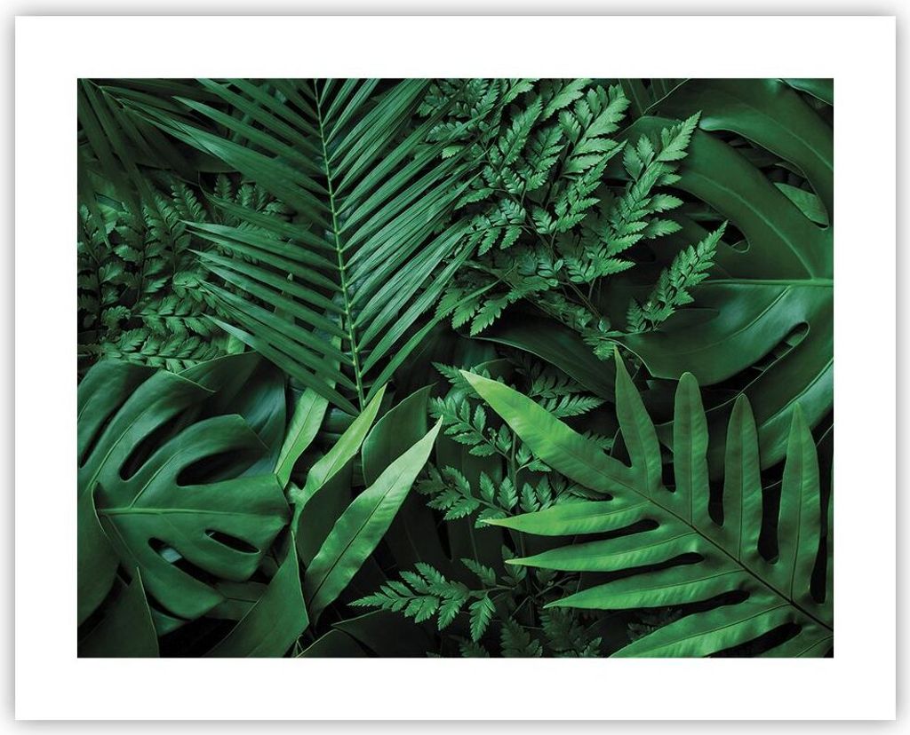 Poster - Poster ohne Rahmen - Exotisch Blätter Monstera - 50x40 cm - Wand Bild - Wanddeko - Wandbilder - Kunstposter - Wandposter - Bilder - Kunst...