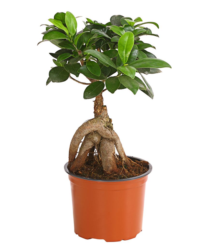 Dehner Chinesische Feige Ginseng, Ficus microcarpa, dicke Luftwurzeln, 30-40 cm, Ø Topf 12 cm, Bonsai