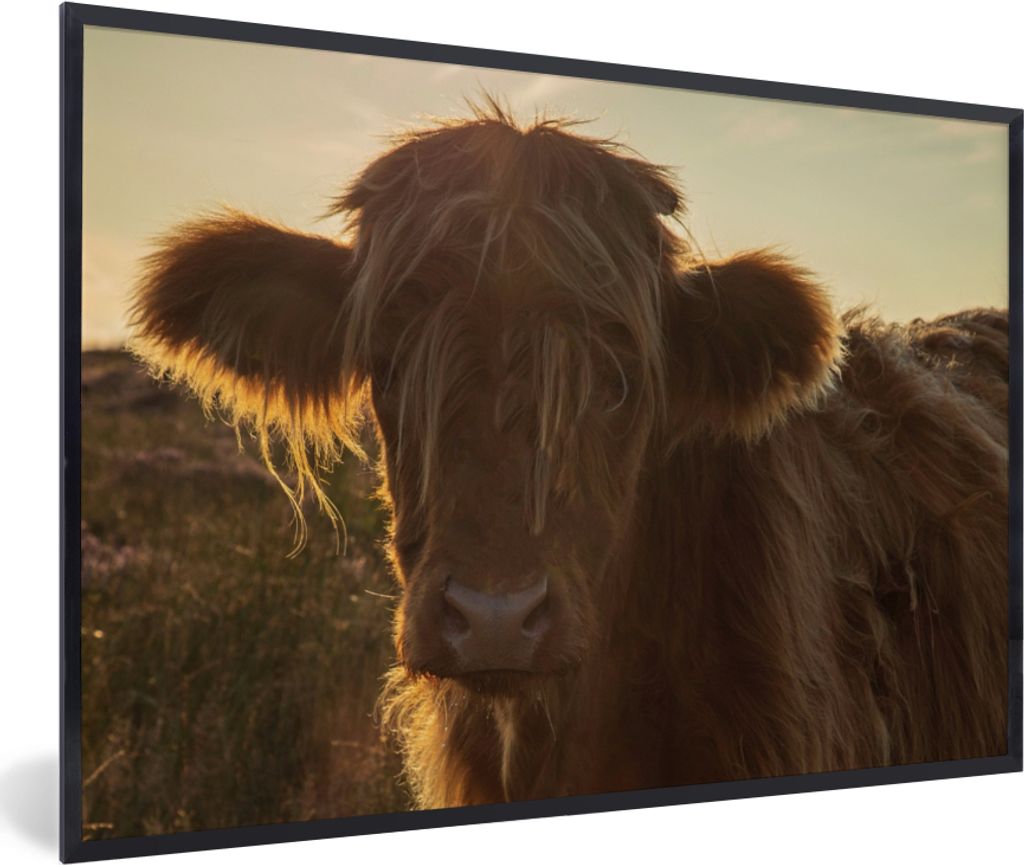 MuchoWow Gerahmtes Poster Schottischer Highlander - Sonnenuntergang - Gras 90x60 cm - Poster mit Schwarzem Bilderrahmen Wandposter Rahmen Foto Bi...