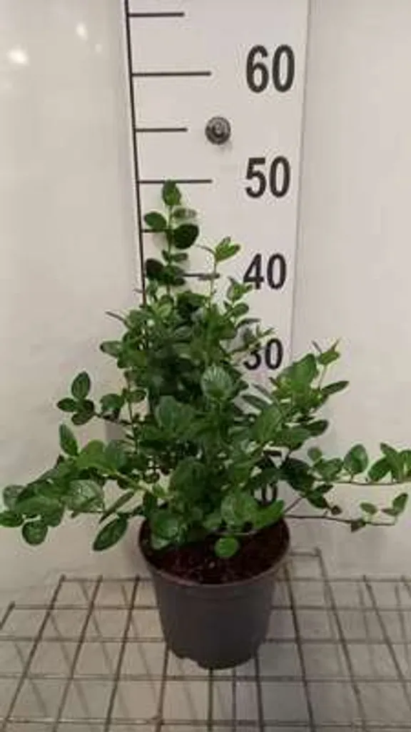 Ceanothus Yankee Point Persistant - Floraison Bleue Intense 30 cm