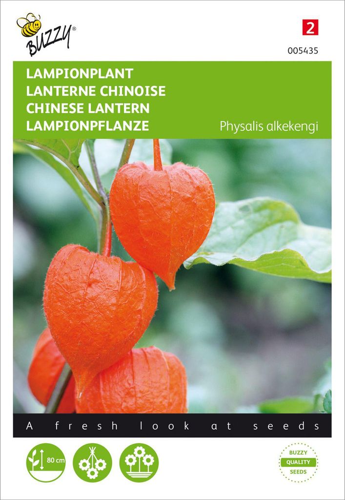 Lampionblume Franchetti Alkekengi | Lampionblumensamen von Buzzy Seeds