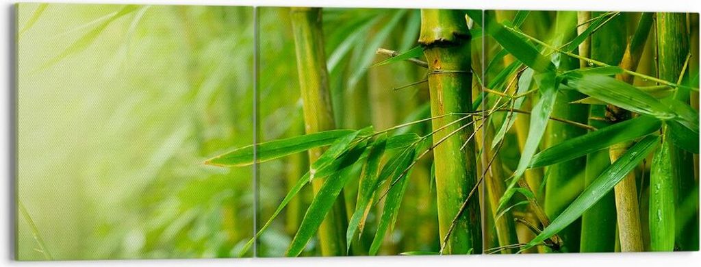 Bild auf Leinwand - Leinwandbild - Bambus Pflanze - 150x50cm - Wand Bild - Wanddeko - Wandbilder - Leinwanddruck - Bilder - Kunstdruck - Wanddekora...
