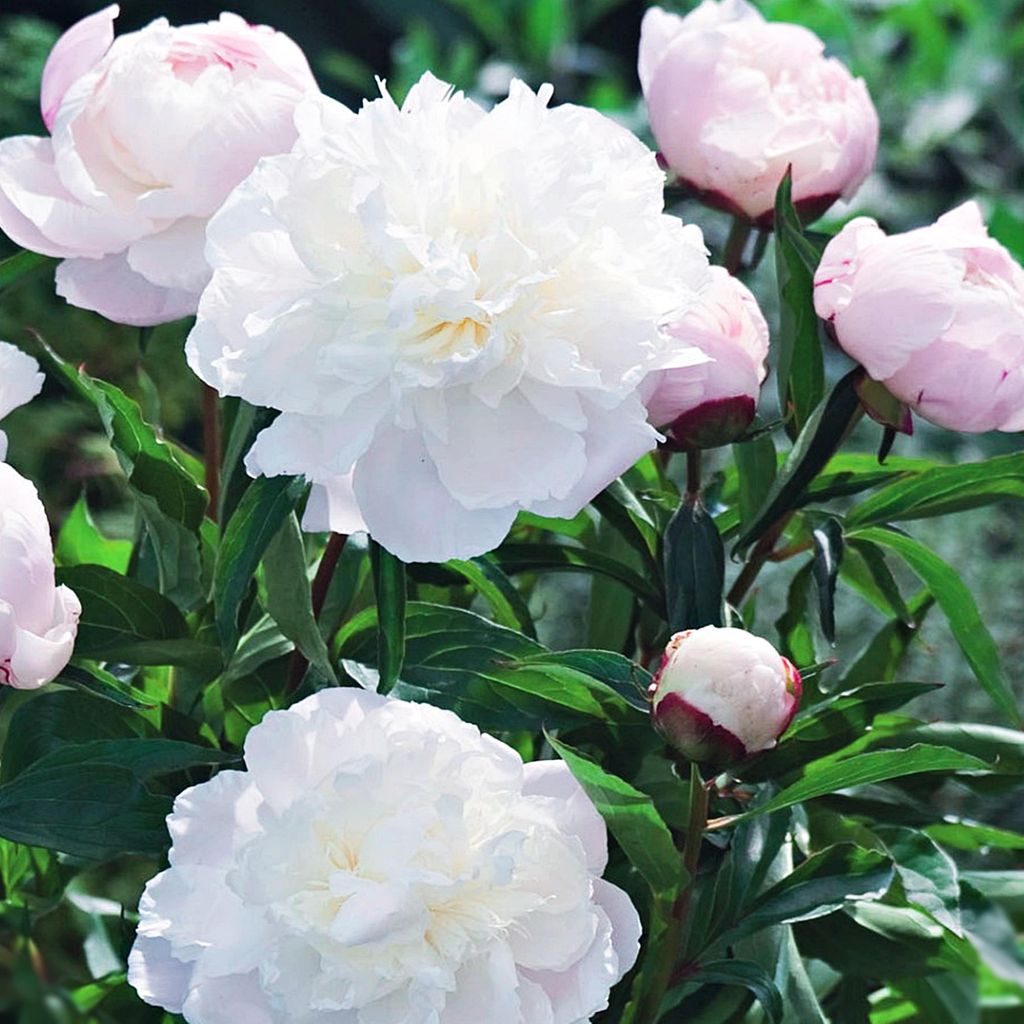 Paeonia Piwonia sadzonka Shirley Temple 1 szt Piwonie Zdjęcie produktu 