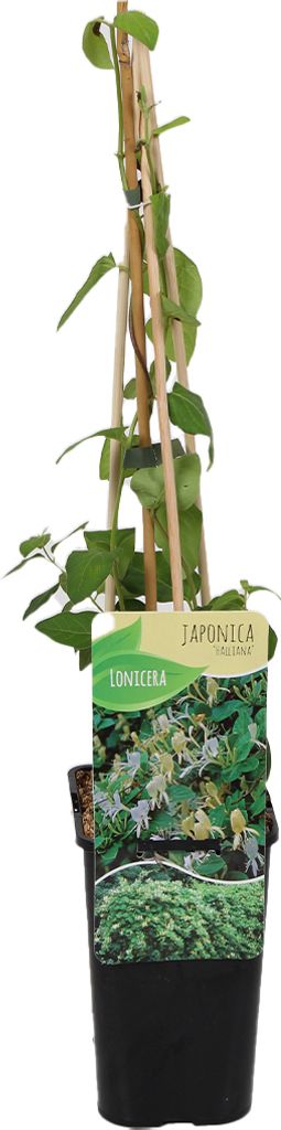 Lonicera Heckrottii Halliana - Japanisches Geißblatt - Weiß, Gelb - Kletterpflanzen - Gartenpflanzen - Winterhart - Topf 15 cm - 70-80 cm hoch