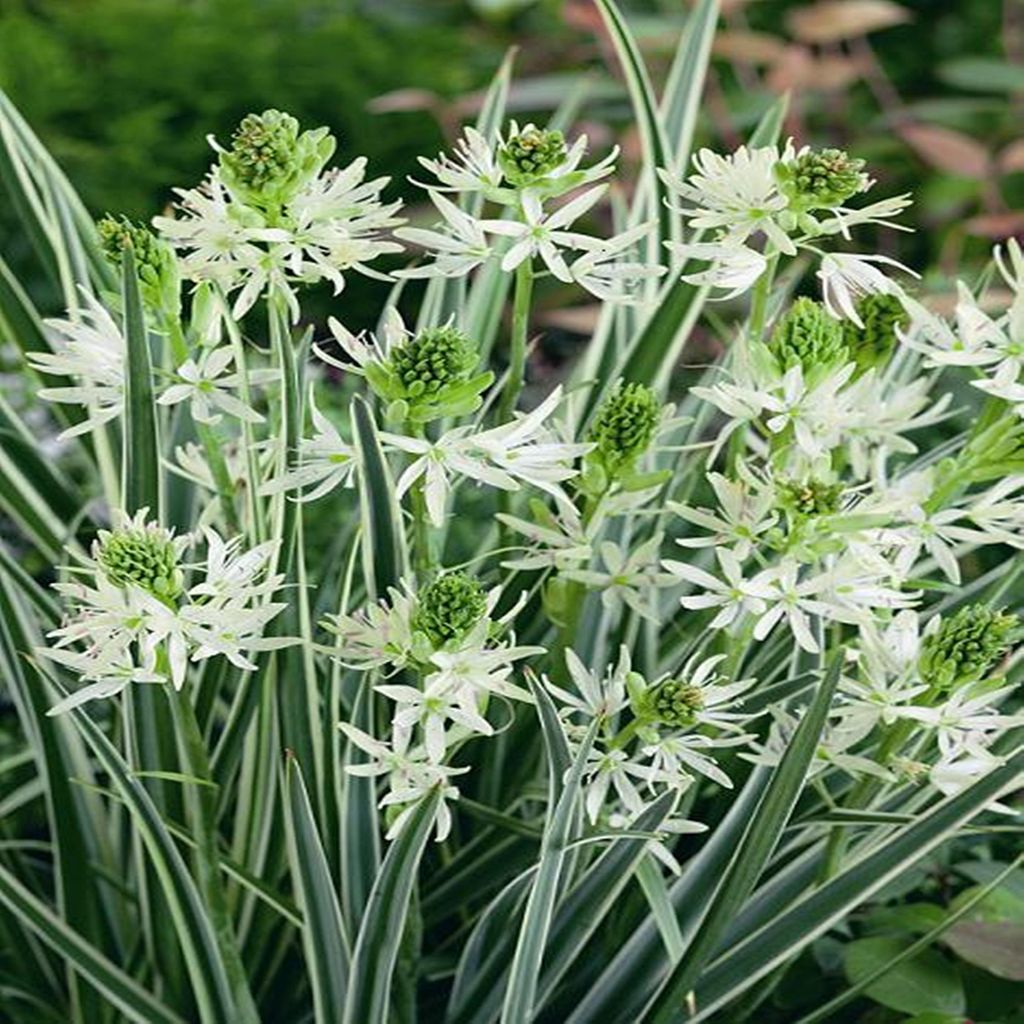 Camassia Fiori Bulbi Bulbi Kamasja Sacajawea 1 pz. Immagine del prodotto 