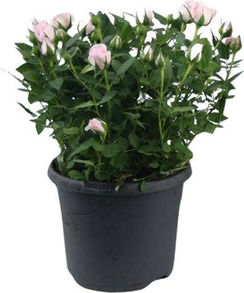 Rosier Miniature Parfumé Jewel Patio Baby en Pot 17cm pour Déco Jardin