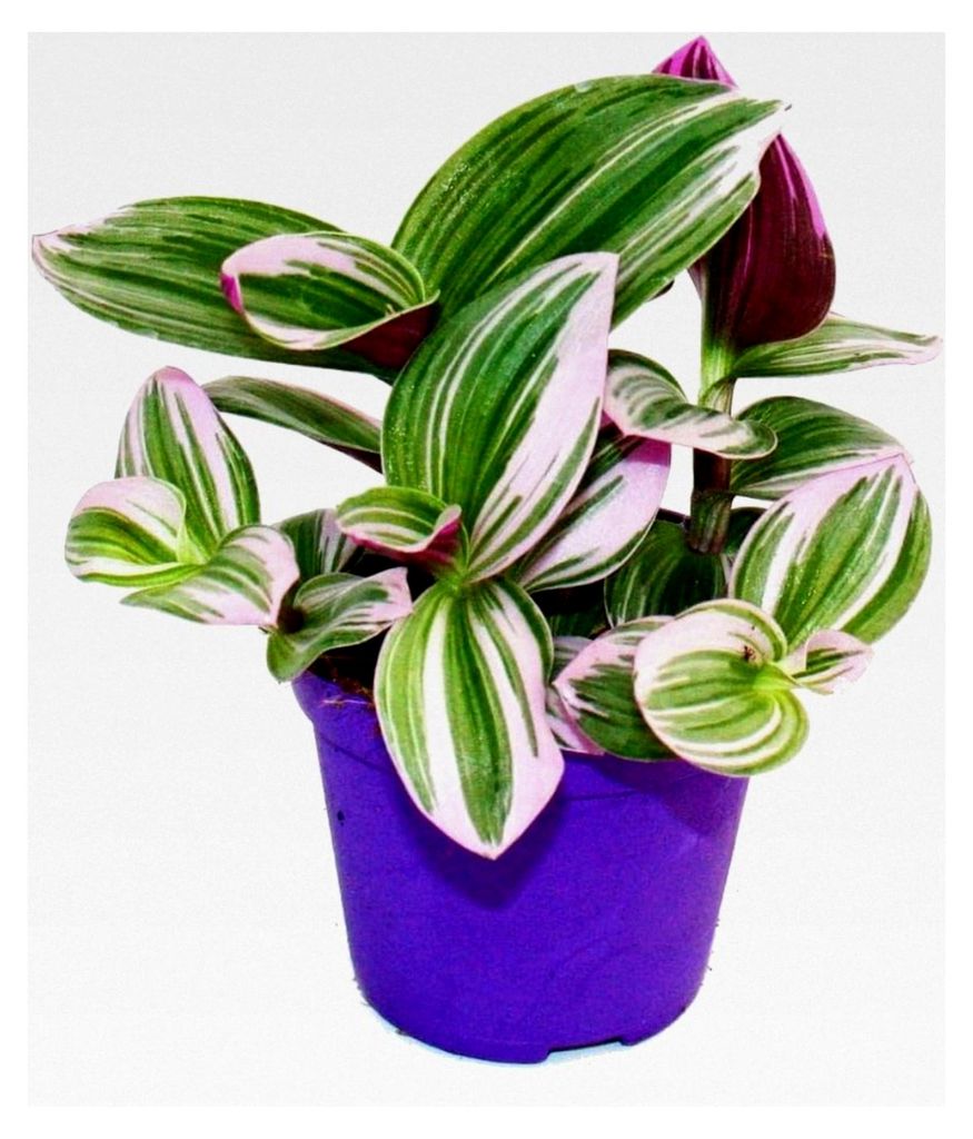 Dreimasterblume - Tradescantia "Nanouk" - pflegeleichte hängende Zimmerpflanze - 9 cm Topf - pink