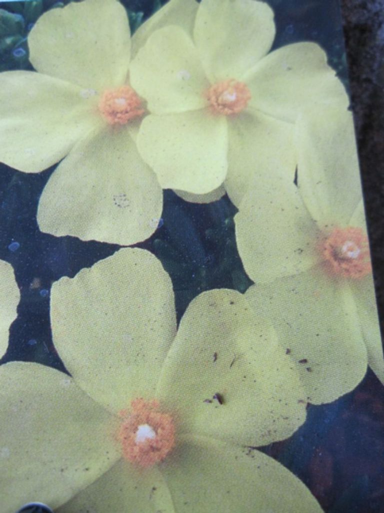 Halimium April Sun - Libanesischer Sonnenteppich - Steinrose - Zistrose - 30-40cm