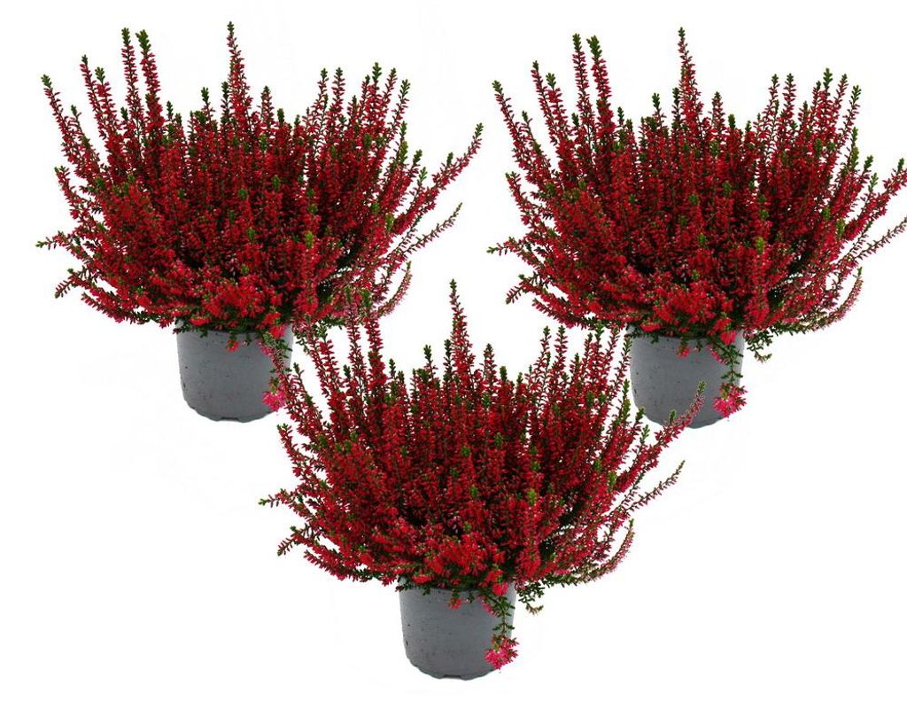 Calluna vulgaris – Set mit 3 Pflanzen – Besenheide – Produktbild 
