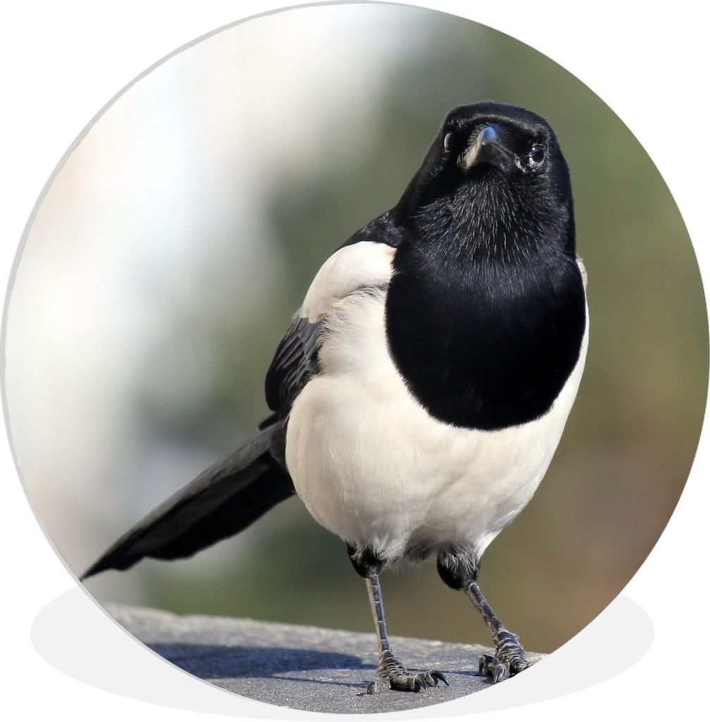 MuchoWow Rundes Wandbild - Runde Bilder Elster - Stein - Vogel Ø 60 cm Kreis Wanddekoration Kunststoff - Wandkreis - Wandschmuck - Wand Kreis - ...