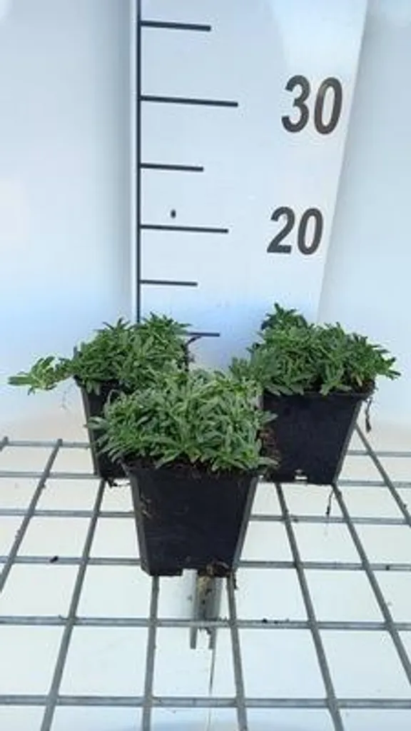 Éviter les mauvaises herbes avec 6 Saponaria Bressingham couvre-sol