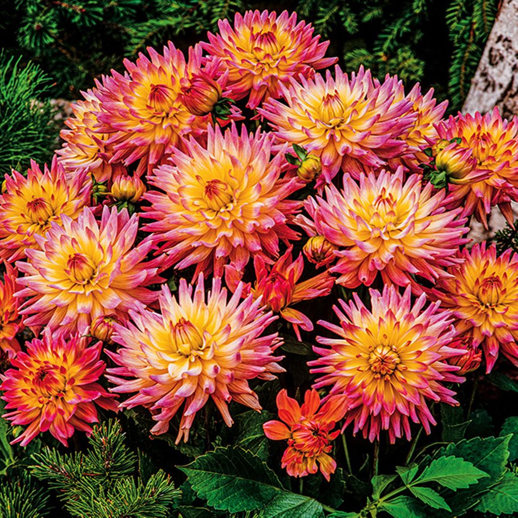 Kaktus-Dahlie Dahlienpflanzen Garten und Töpfe Knollen Melody Gipsy 1 St.