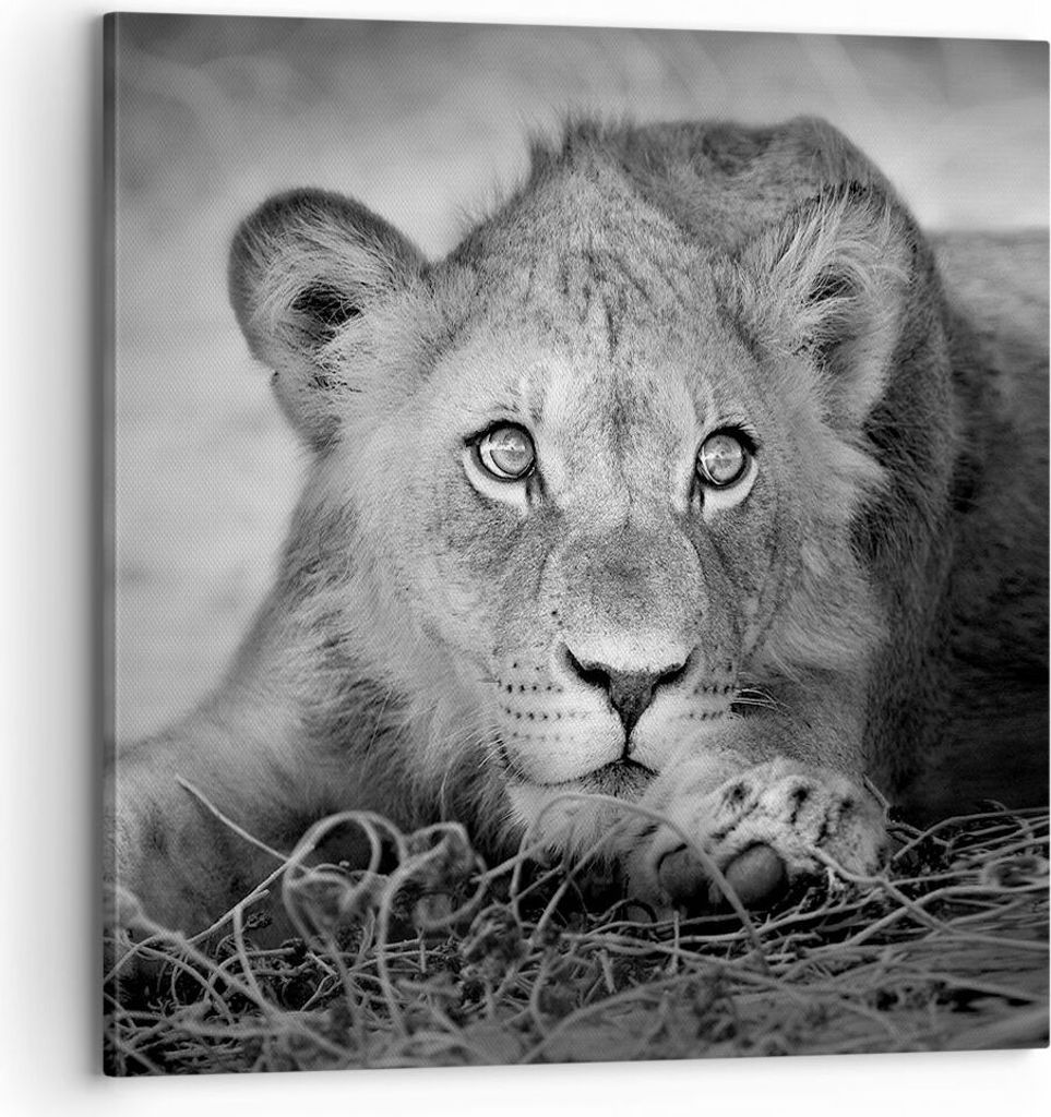Bild auf Leinwand - Leinwandbild - Einteilig - Löwe asiatisch Porträt - 70x70cm - Wand Bild - Wanddeko - Wandbilder - Leinwanddruck - Bilder - Wa...