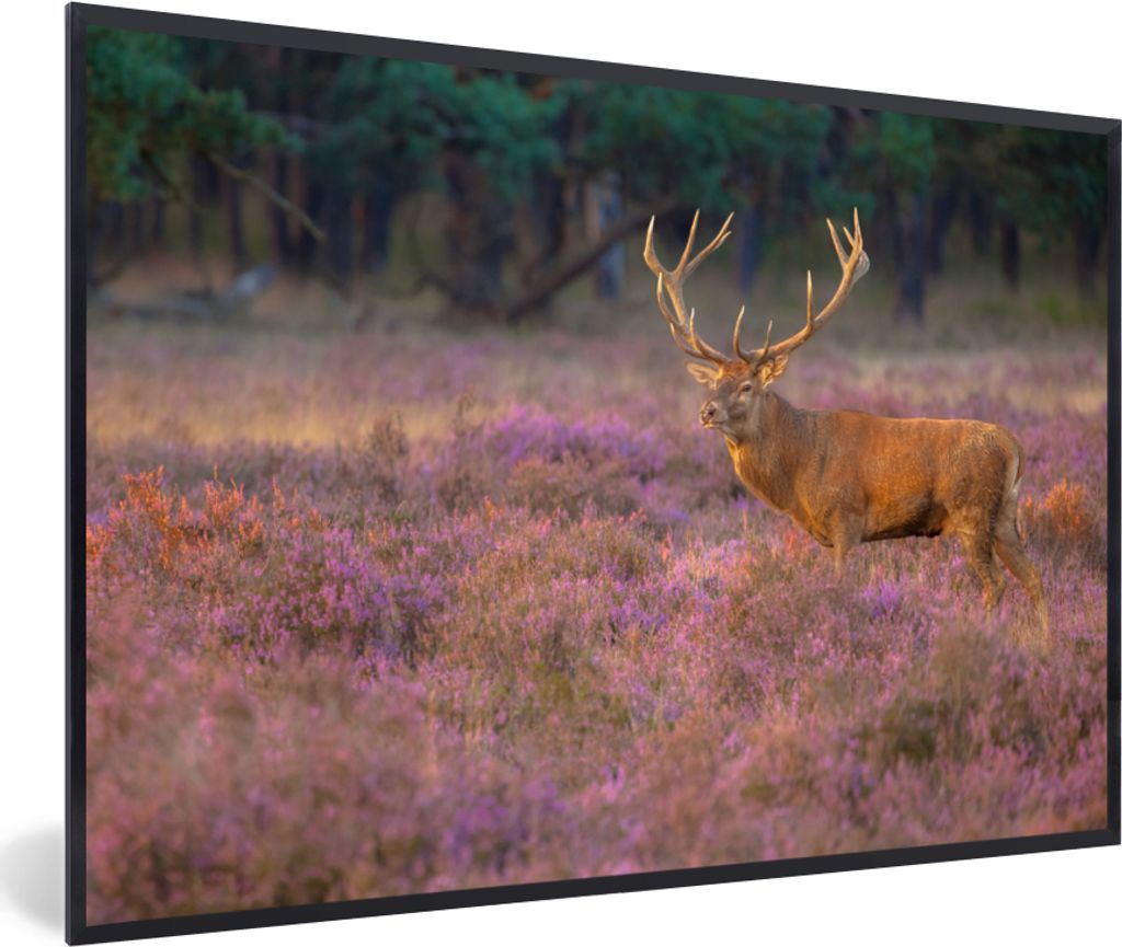 MuchoWow® MuchoWow® Gerahmtes Poster Hirsche - Niederlande Produktbild 
